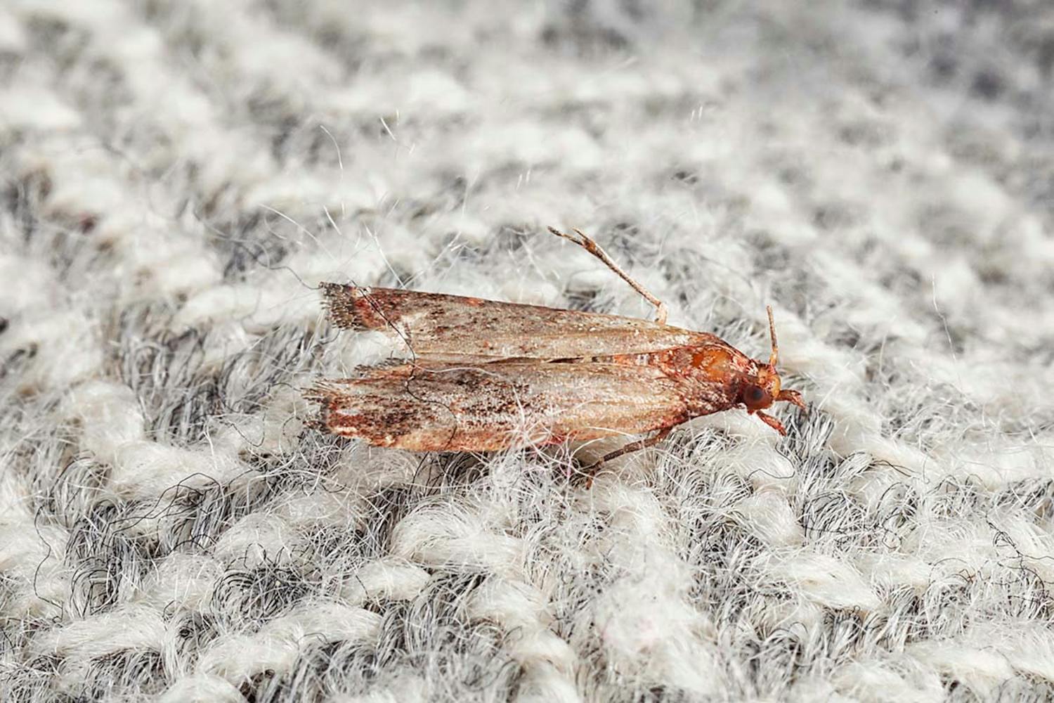 Møll i klær Kjerringråd mot mott